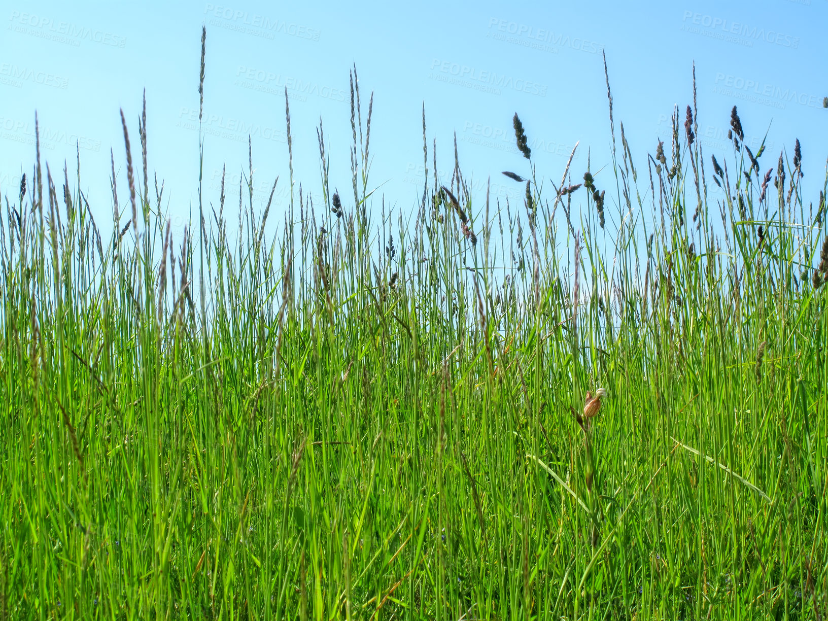 Buy stock photo Nature, landscape and grass in meadow, field and outdoors for environment, ecosystem and earth. Natural background, wallpaper and closeup of foliage, plants and ecology for growth in countryside