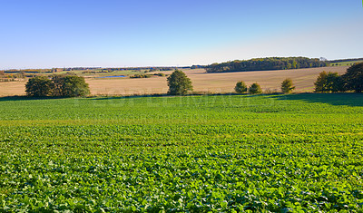 Buy stock photo Farm, landscape and crops in rows, nature and outdoor with growth with vegetables, plants and sprout in spring. Countryside, agriculture and sustainability with food production in Jutland, Denmark