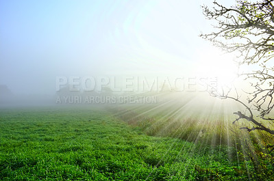 Buy stock photo Sunrise, landscape and grass in nature, field and meadow for environment, ecosystem and earth. Natural background, wallpaper and lens flare with foliage, plants and ecology for growth in countryside