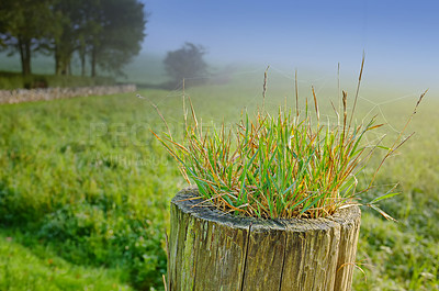 Buy stock photo Tree stump, plants and seedling in forest, outdoor and growth in mist, closeup and countryside in morning. Woods, sprout and shrub on horizon, landscape and environment in bush with fog in Denmark