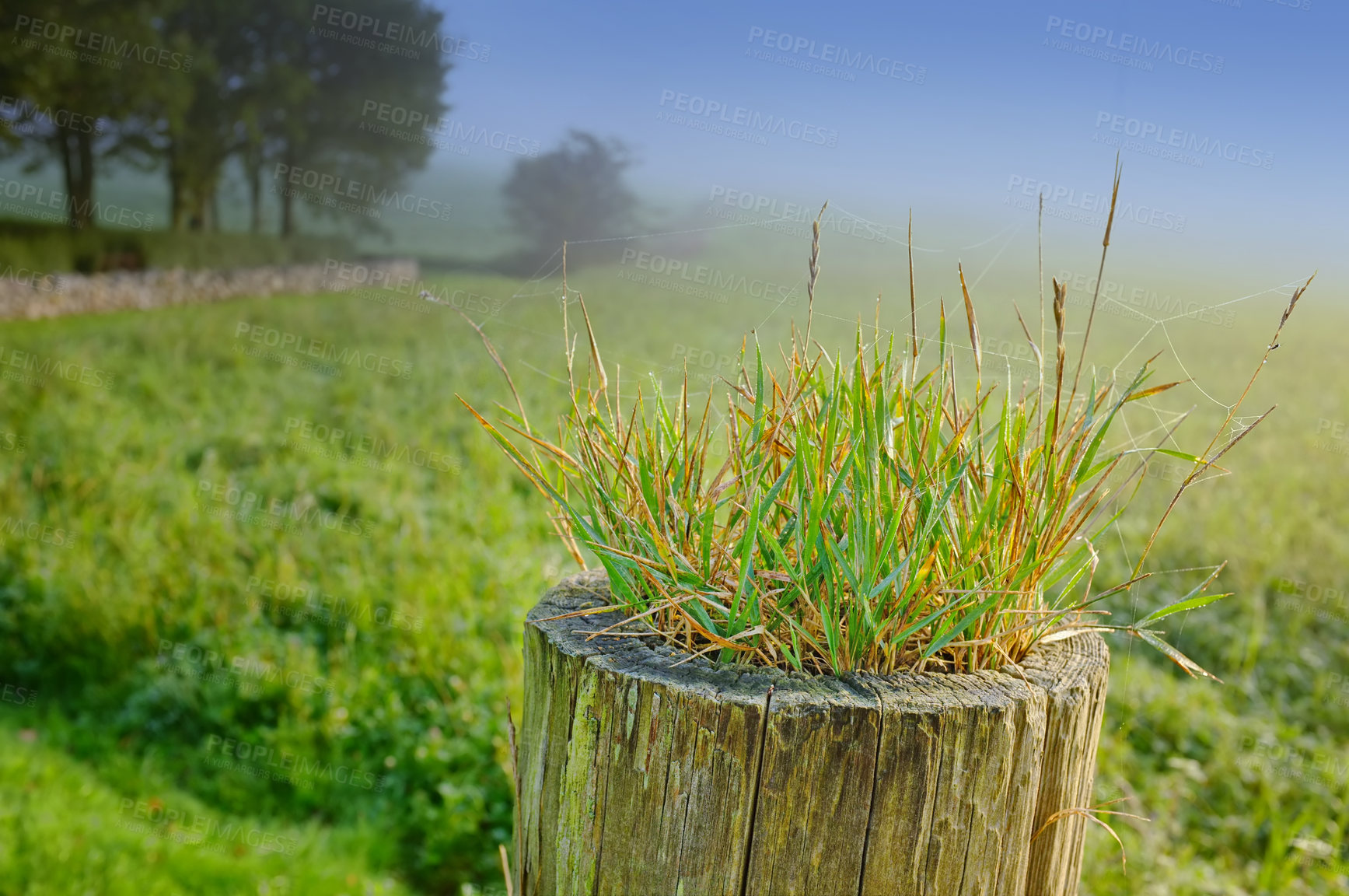 Buy stock photo Tree stump, plants and seedling in forest, outdoor and growth in mist, closeup and countryside in morning. Woods, sprout and shrub on horizon, landscape and environment in bush with fog in Denmark