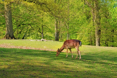 Buy stock photo Fallow deer, grazing and outdoor in forest with diet, health and habitat by trees, field and grass in spring. Animal, eating and environment with woods, leaves and nutrition at location in Denmark