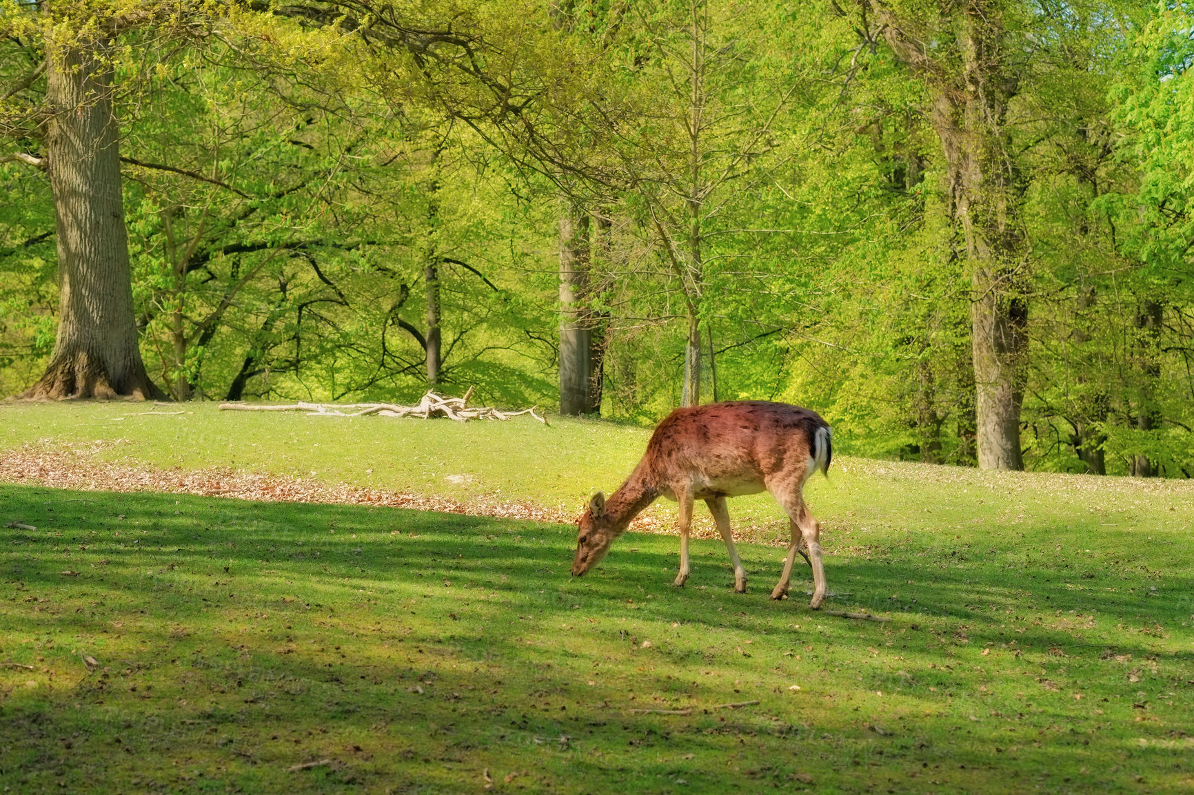 Buy stock photo Fallow deer, grazing and outdoor in forest with diet, health and habitat by trees, field and grass in spring. Animal, eating and environment with woods, leaves and nutrition at location in Denmark