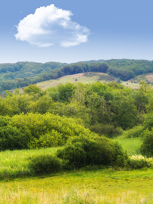 Buy stock photo Nature, landscape and hill with trees, grass and plants for environment, ecosystem and ecology. Natural background, blue sky and valley for green land, sustainability and countryside in Denmark