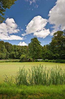 Buy stock photo Landscape, park and nature with trees, grass and blue sky for sustainability, environment and field. Countryside, outdoor and earth for ecosystem, sunshine and ecology with green, tourism and forest 