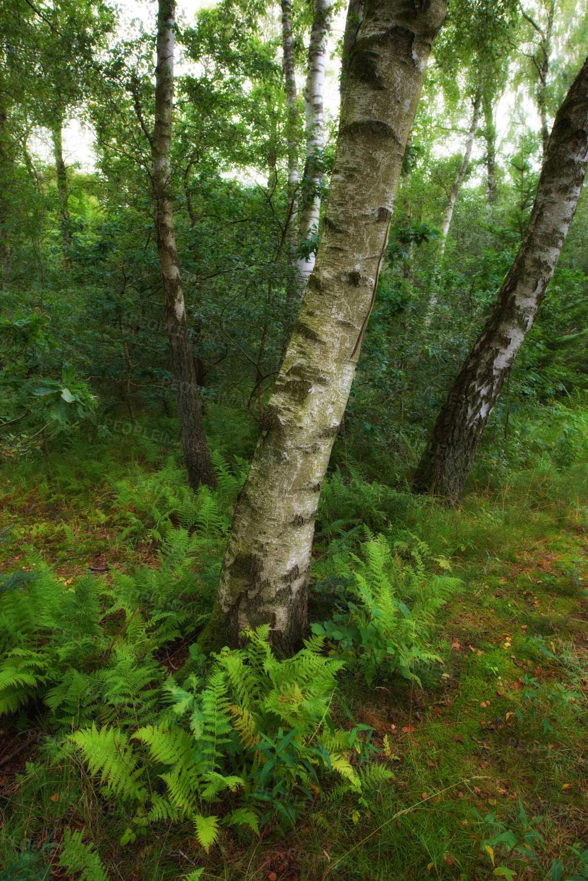 Buy stock photo Trees, ground and forest with trunk, plants and leaves with growth in environment with fern, shrub and bush. Woods, outdoor and location in nature, sunshine and landscape with foliage in Denmark