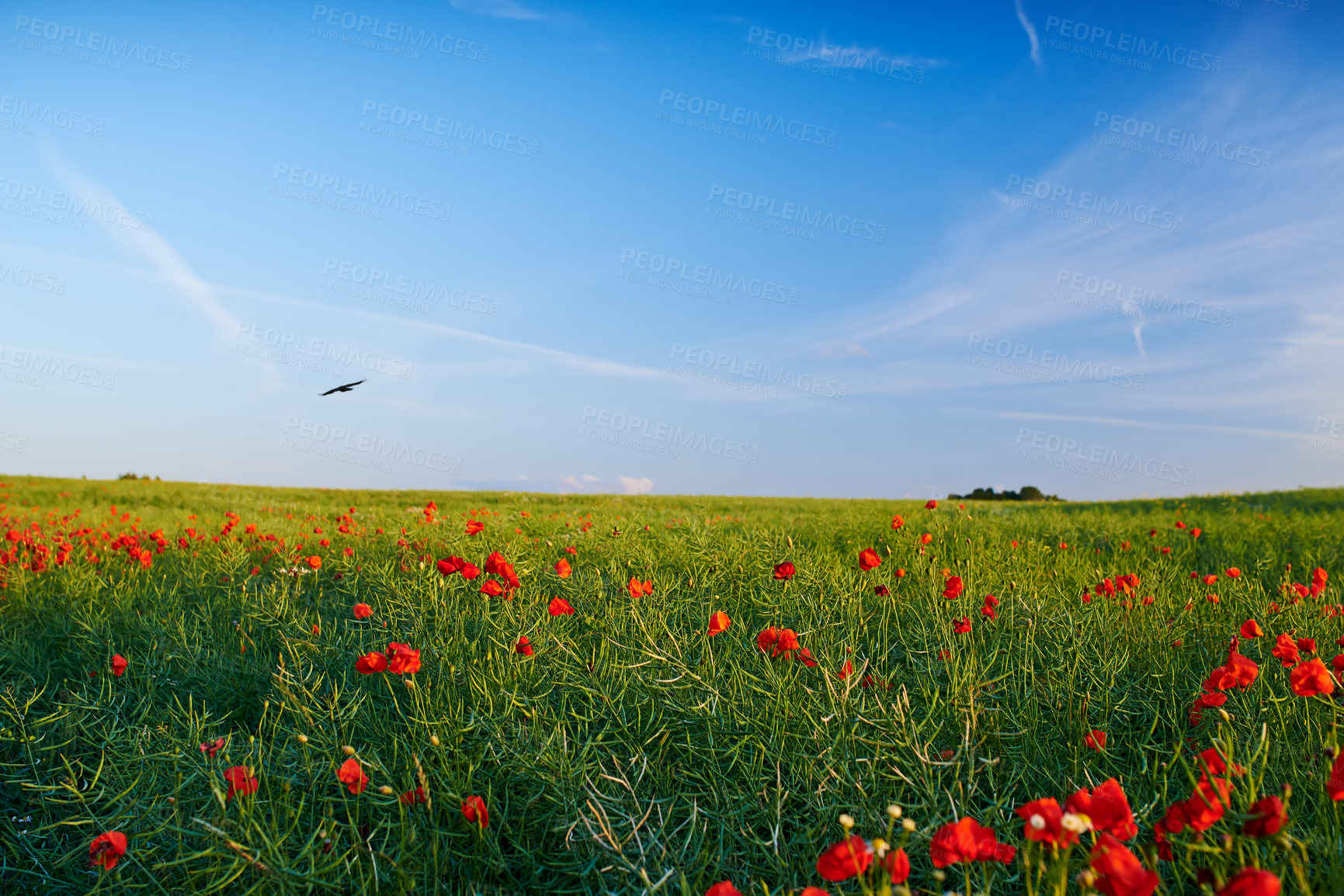 Buy stock photo Nature, landscape and flowers in meadow, field and grass for environment, ecosystem and earth. Natural background, wallpaper and blue sky with red blossoms, plants and ecology for scenic countryside