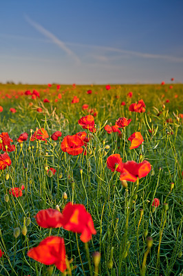 Buy stock photo Farmland in springtime - Jutland, Denmark