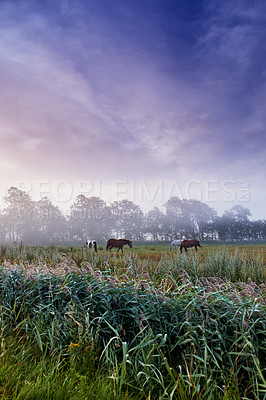 Buy stock photo Horses, farm and group with grazing, field and low angle with clouds in sky, nature and outdoor at sunset. Equine animal, stallion or mare with eating, grass and environment for agriculture in Turkey