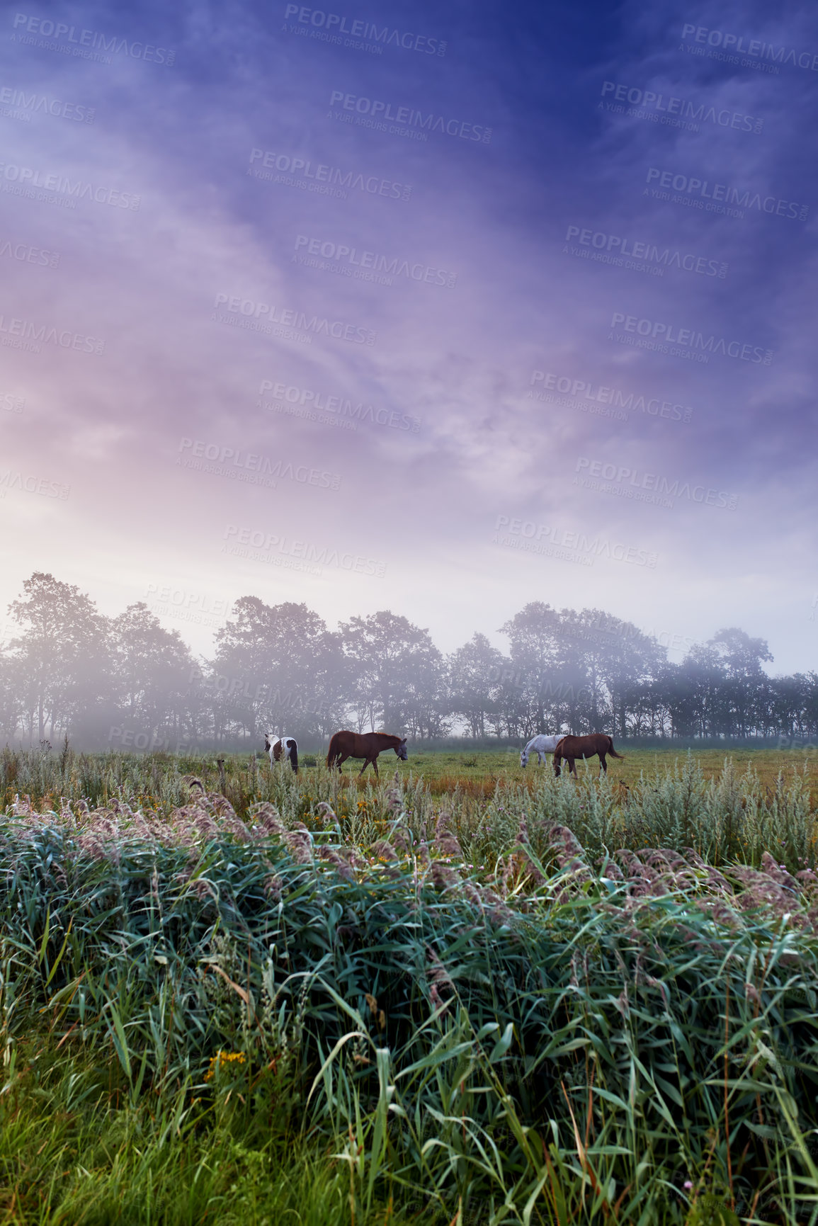 Buy stock photo Horses, farm and group with grazing, field and low angle with clouds in sky, nature and outdoor at sunset. Equine animal, stallion or mare with eating, grass and environment for agriculture in Turkey