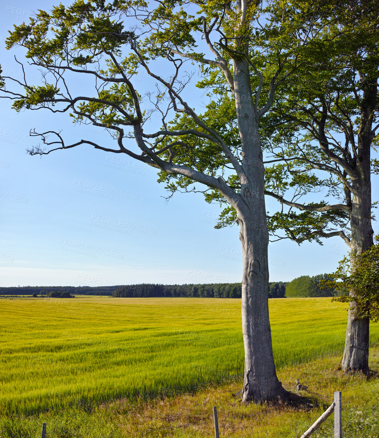 Buy stock photo Trees, grass and agriculture in nature, meadow and landscape with growth in environment with blue sky in summer. Field, outdoor and location at farm, plants and countryside with sunshine in Denmark