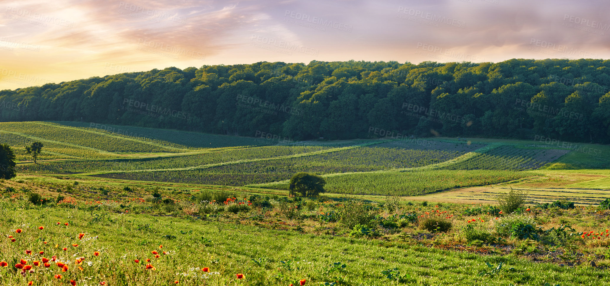 Buy stock photo Poppy flowers, field and outdoor by forest, growth and farming with opium production for pharma company. Plants, blossom and countryside with woods on horizon, landscape or spring in Jutland, Denmark