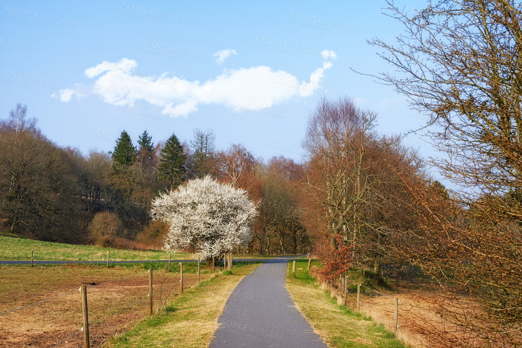 Buy stock photo Path, forest and trees in summer, nature and outdoor for hiking, tourism or adventure in sunshine. Ground, walkway and woods with location, environment and direction on trail for trekking in Germany