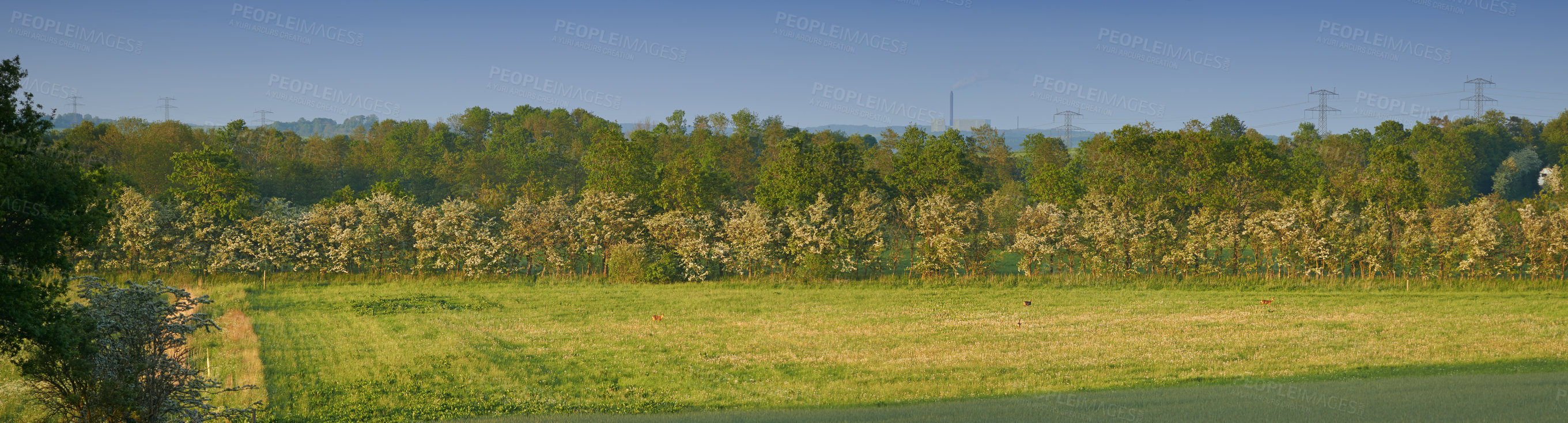 Buy stock photo Landscape, park and nature with trees, grass and blue sky for sustainability, environment and field. Countryside, outdoor and earth for ecosystem, sunshine and agriculture with tourism in Denmark 