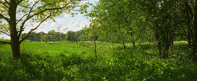 Buy stock photo Empty field, grass and trees in forest with growth, horizon or leaves in nature with spring in countryside. Plants, bush and environment in woods, location or summer at park with landscape in England