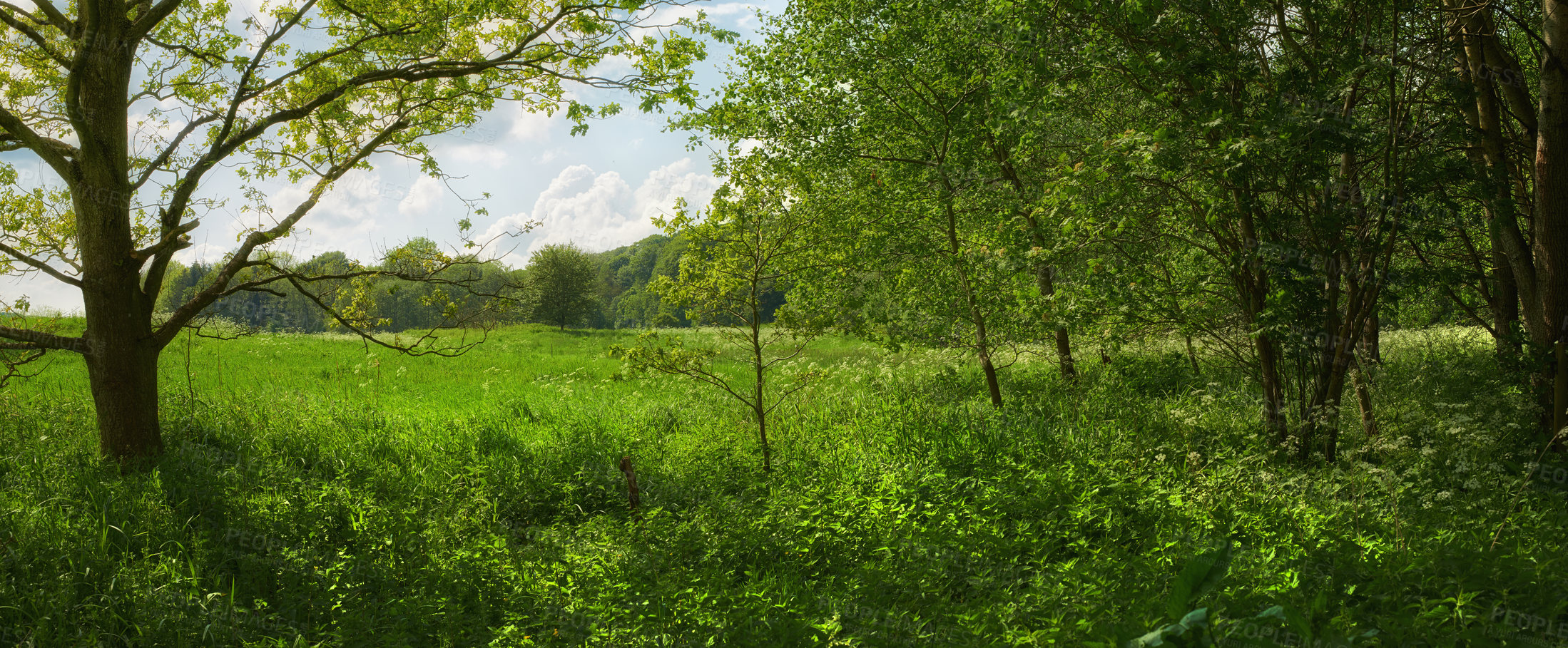 Buy stock photo Empty field, grass and trees in forest with growth, horizon or leaves in nature with spring in countryside. Plants, bush and environment in woods, location or summer at park with landscape in England