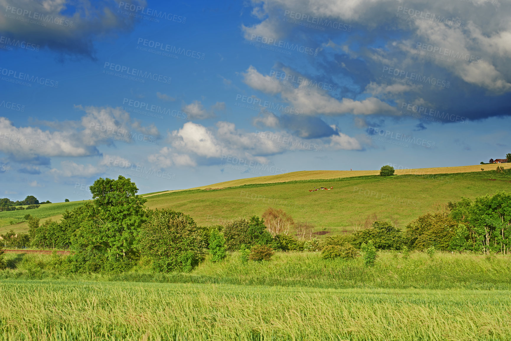 Buy stock photo Grass, field and agriculture with landscape, nature and clouds in sky with plants in countryside. Hill, meadow and horizon for farming, crops and outdoor at location with sunshine in Jutland, Denmark