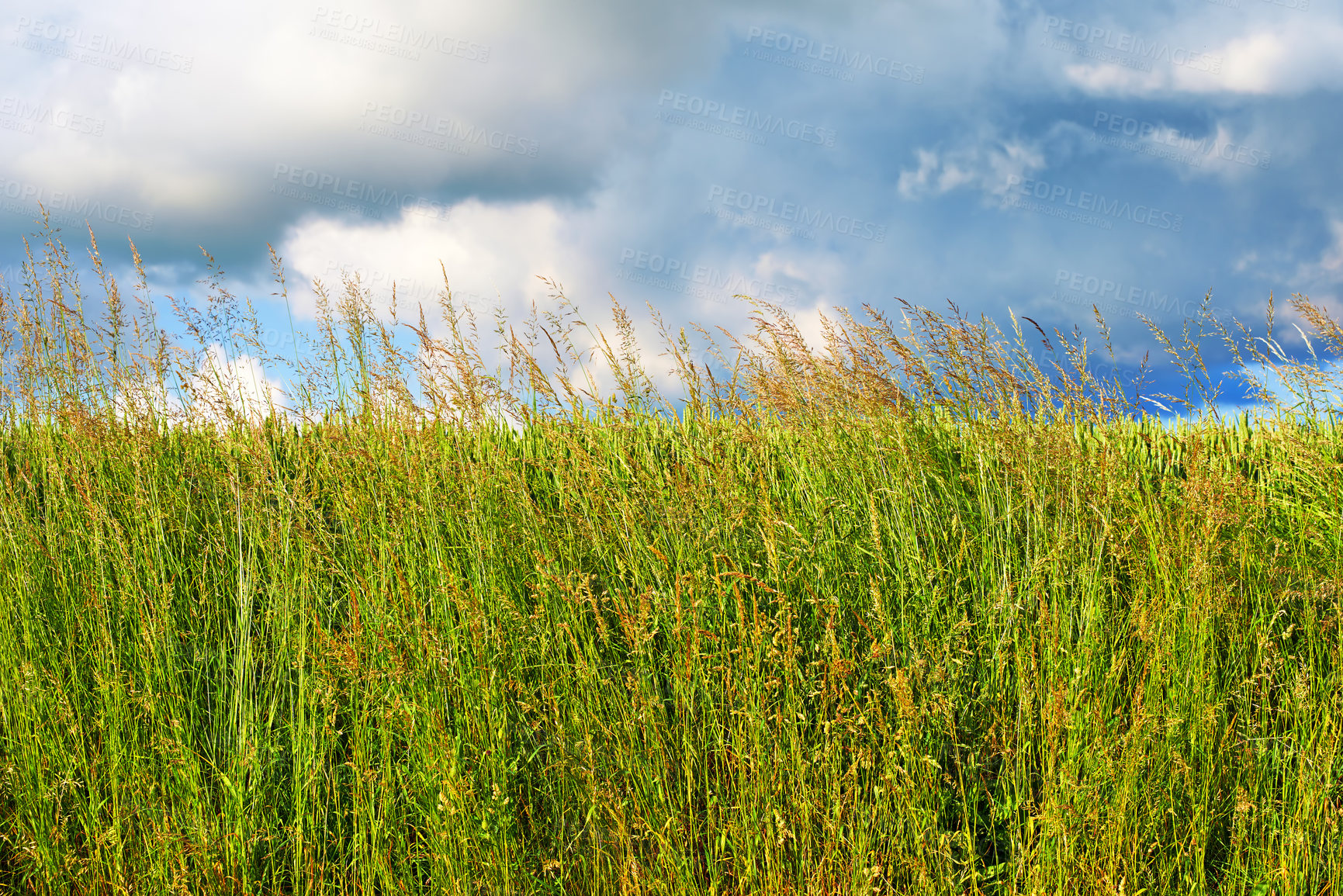 Buy stock photo Nature, countryside and grass in meadow, field and outdoors for environment, ecosystem and earth. Natural background, wallpaper and closeup of foliage, plants and ecology for growth for landscape