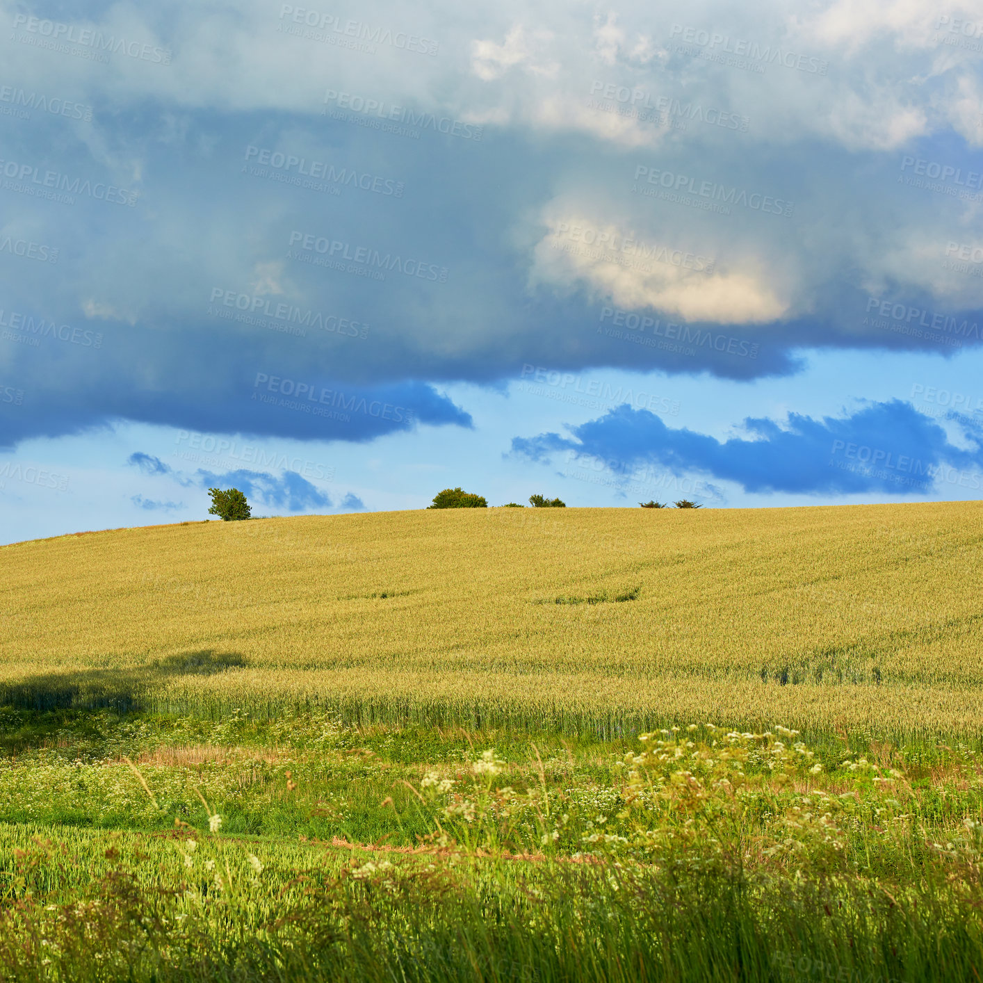 Buy stock photo Landscape, park and nature with trees, blue sky and grass for sustainability, environment and field. Countryside, outdoor and earth for ecosystem, sunshine and agriculture with tourism in Denmark 