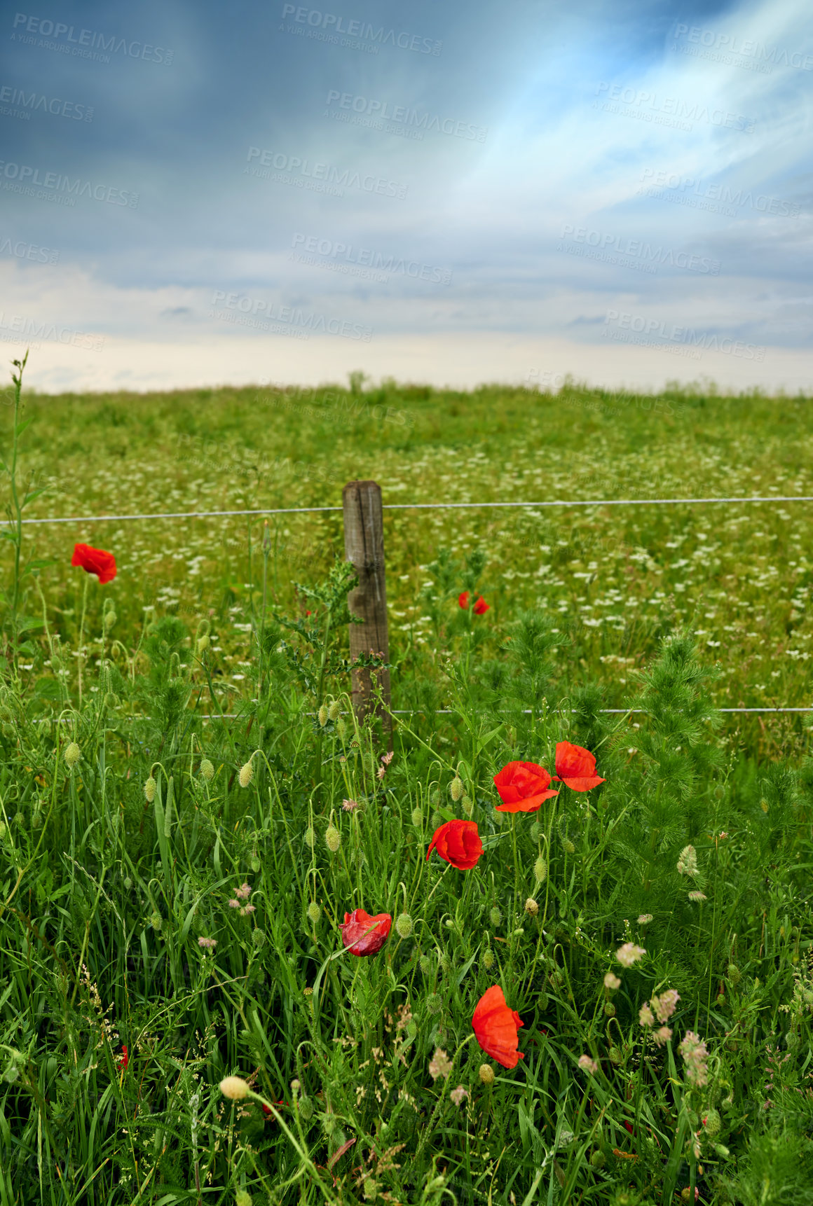 Buy stock photo Nature, landscape and flowers by fence in meadow, field and outdoors for environment, ecosystem and earth. Natural background, wallpaper and foliage, plants and ecology for growth in countryside