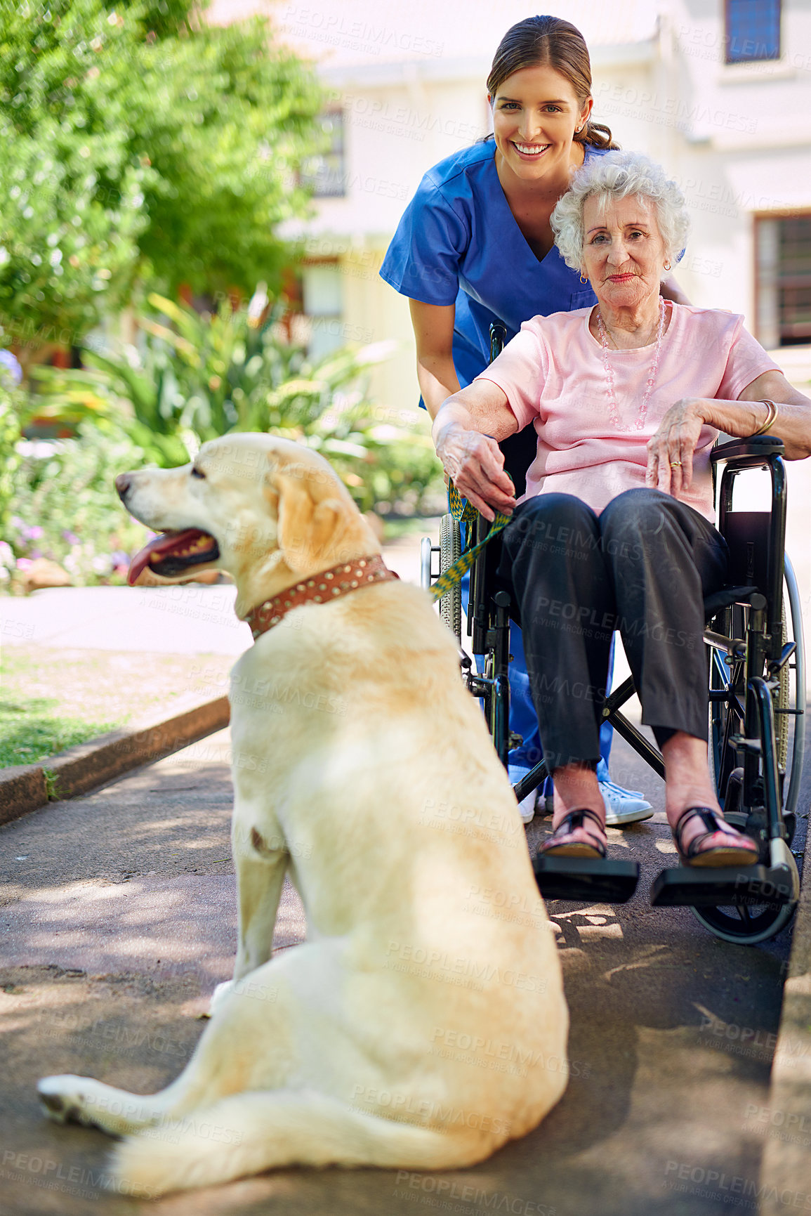 Buy stock photo Nurse, old woman and outdoor wheelchair in retirement, dog support and walking in garden. Female person, caregiver and labrador animal for calm service, assistance and helping person with disability