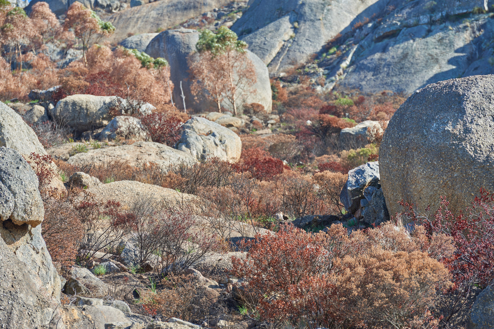 Buy stock photo Large rocks on a mountain Lion's Head in Cape Town, South Africa. Big stones and dry brown plants outdoors on a hiking trial. Wild landscape or boulders on the ground near a bushy area