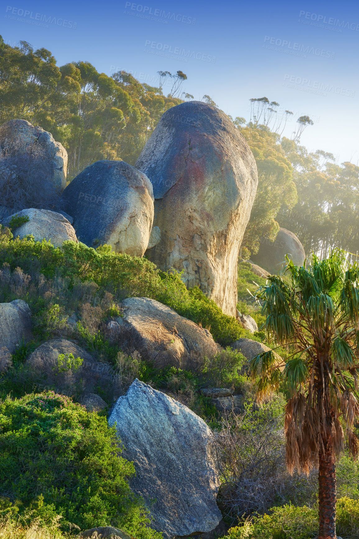 Buy stock photo Beautiful landscape plants and trees on the side of a mountain. Summer day outdoors in a bright green forest with a blue sky background. A calm and peaceful wild jungle in lovely nature in afternoon 