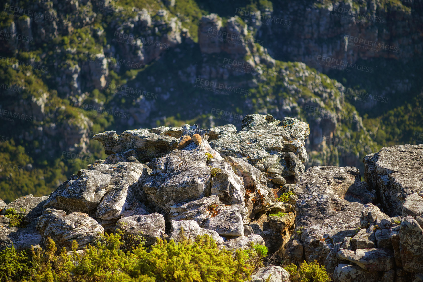 Buy stock photo Large rocks on a mountain with lots of greenery. Closeup of rocky Lion's Head mountain during summer in Cape Town, South Africa. Big stones with green shrubs and bushes near a hiking trial