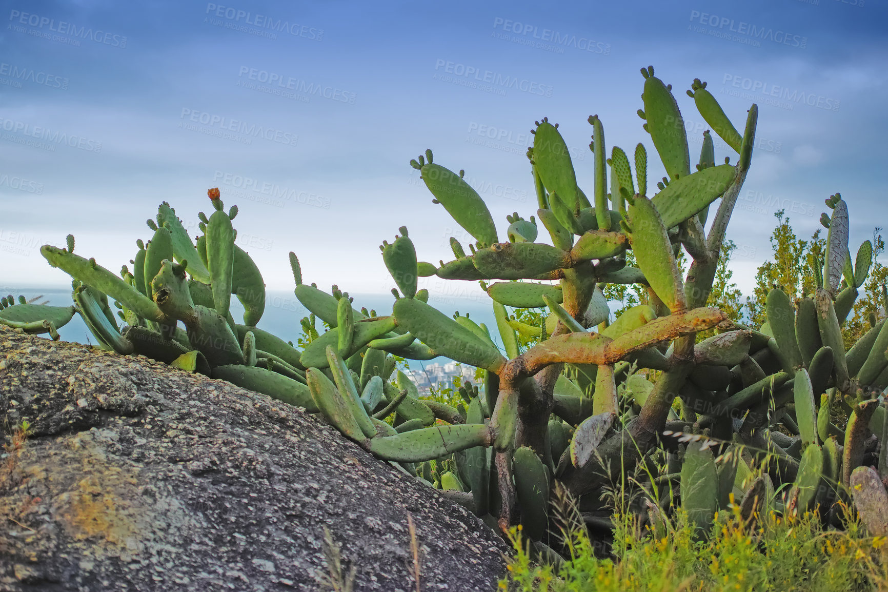 Buy stock photo Closeup of succulents and wild grass growing between rocks on a mountain. Cacti growing on a boulder near Hout Bay in Cape Town. Indigenous South African plants by the seaside in summer