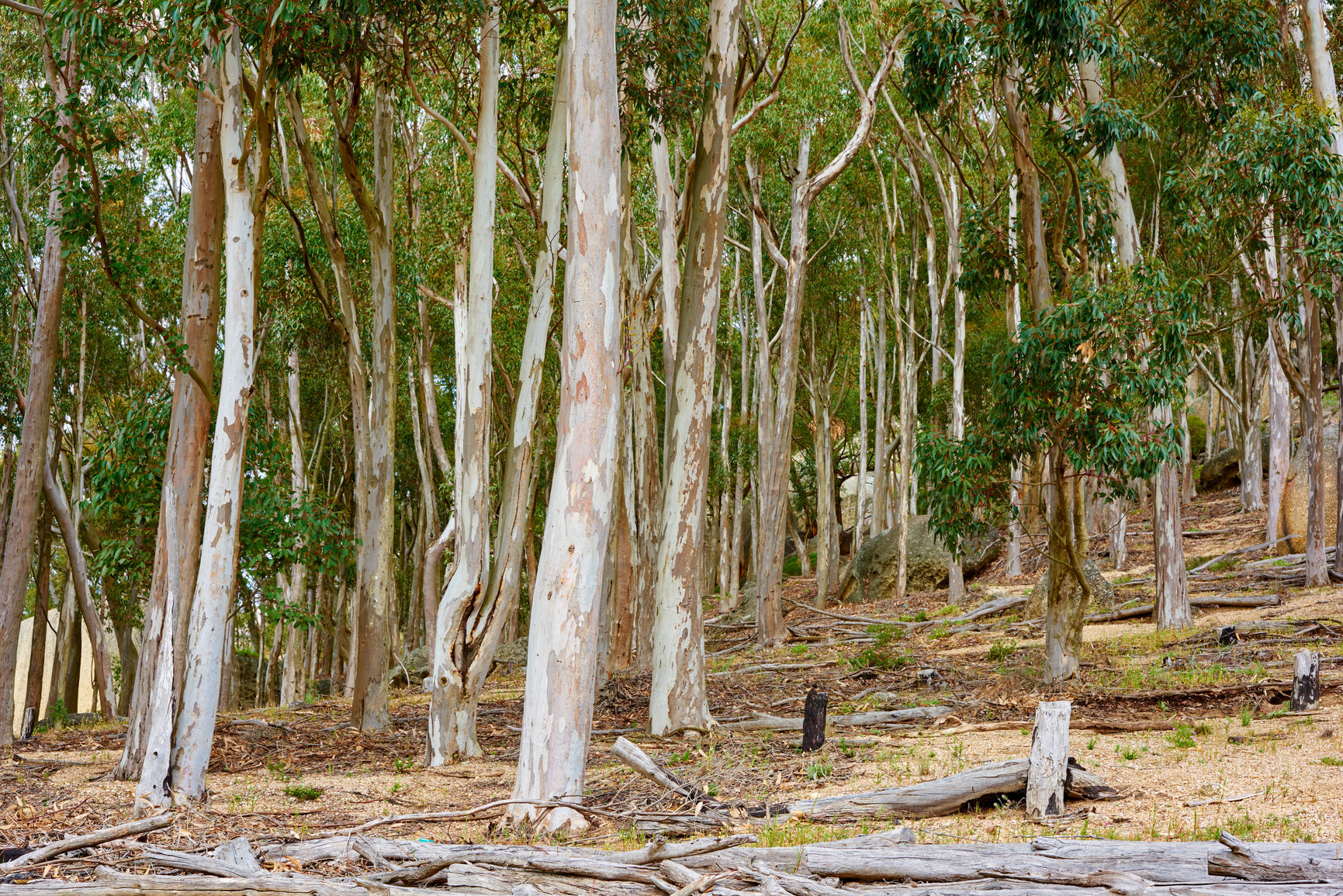 Buy stock photo Forest of Eucalyptus or birch trees growing in a meadow in South Africa. Landscape of tall white trees with bark peeling in cultivated woodland near Hout Bay, Cape Town. Empty mysterious nature scene