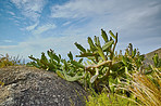 Hout Bay nature