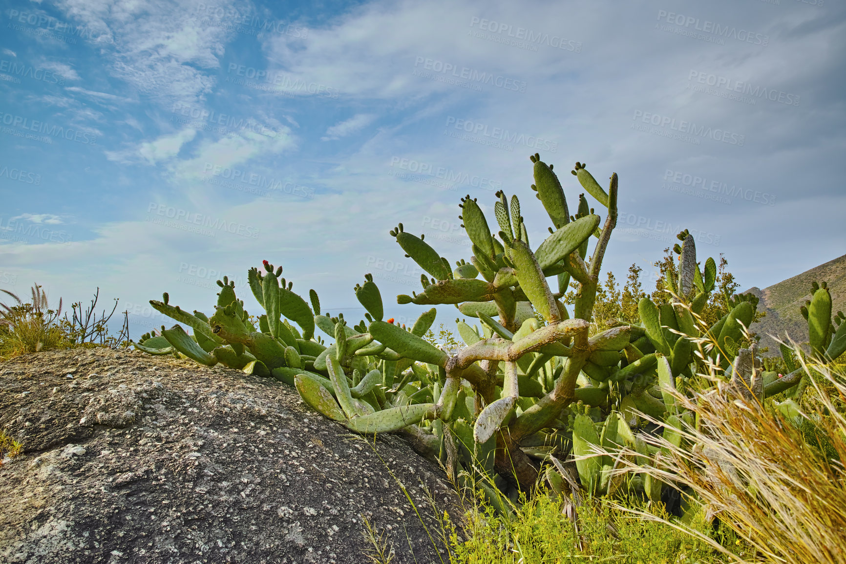 Buy stock photo Closeup of succulents and wild grass growing between coastal rocks. Indigineous South African plants by the seaside on a cloudy day. Fynbos and cacti growing on a boulder near Hout Bay in Cape Town