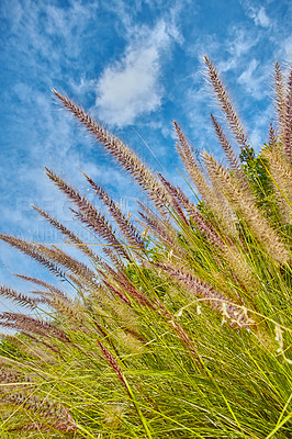 Buy stock photo Closeup of wild fountain grass growing in a lush green field in a remote area and empty landscape against a blue sky. Bush and shrubs sprouting alone an abandoned hiking and trekking trail on a hill