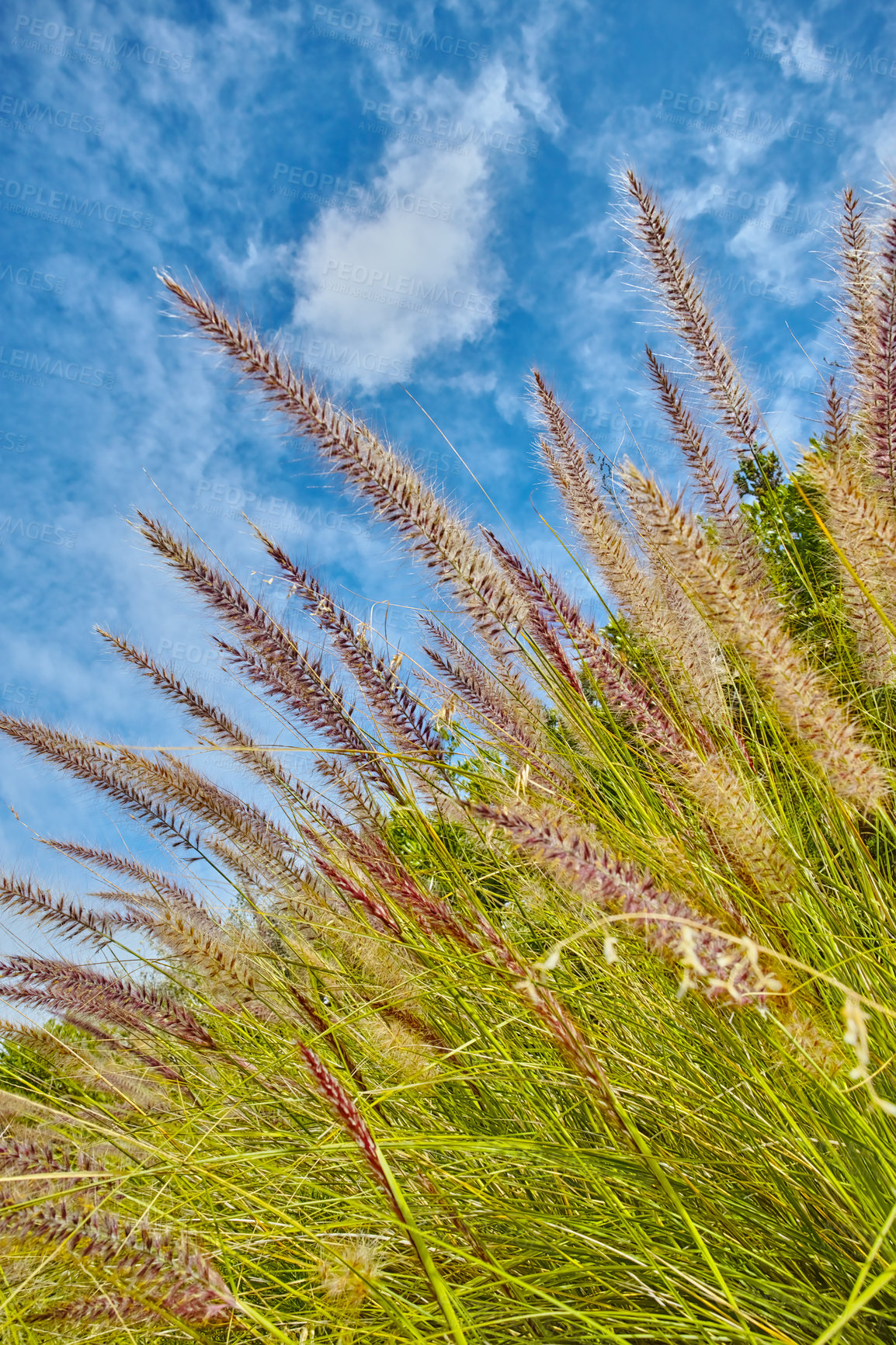 Buy stock photo Closeup of wild fountain grass growing in a lush green field in a remote area and empty landscape against a blue sky. Bush and shrubs sprouting alone an abandoned hiking and trekking trail on a hill