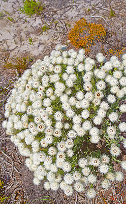 Buy stock photo Fynbos in Table Mountain National Park, Cape of Good Hope, South Africa. Closeup from above of scenic landscape environment with white fine bush indigenous plant and flower species growing in nature