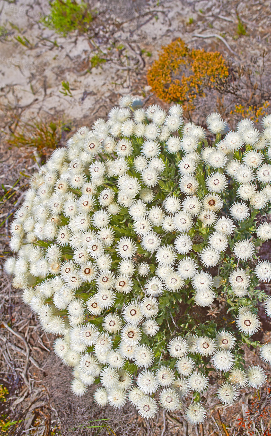 Buy stock photo Fynbos in Table Mountain National Park, Cape of Good Hope, South Africa. Closeup from above of scenic landscape environment with white fine bush indigenous plant and flower species growing in nature