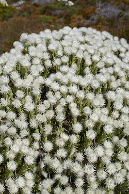 Buy stock photo Fynbos in Table Mountain National Park, Cape of Good Hope, South Africa. Closeup from above of scenic landscape environment with white fine bush indigenous plant and flower species growing in nature