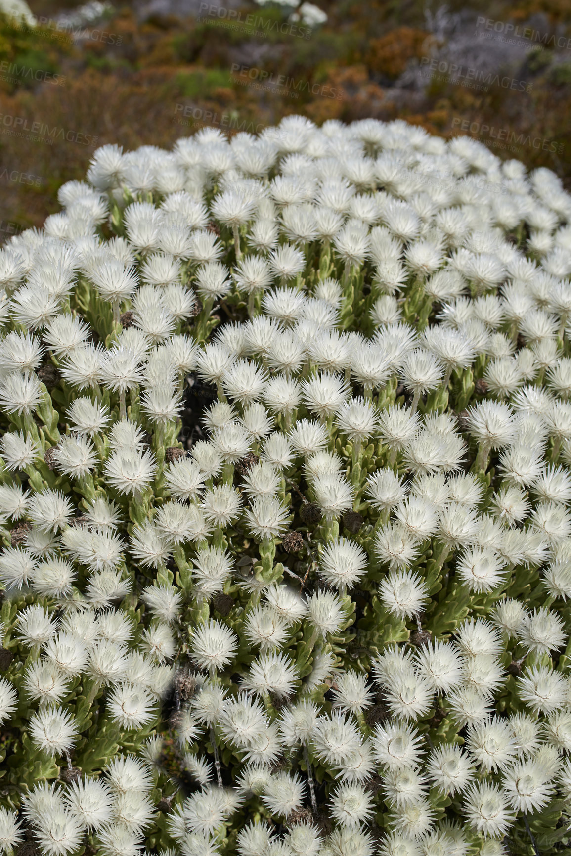 Buy stock photo Fynbos in Table Mountain National Park, Cape of Good Hope, South Africa. Closeup from above of scenic landscape environment with white fine bush indigenous plant and flower species growing in nature