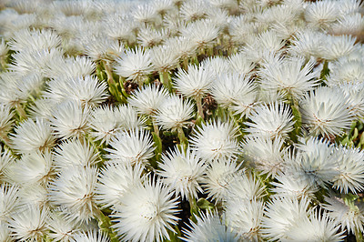 Buy stock photo Indigenous Fynbos plant found in Table Mountain National Park, Cape Town, South Africa. Many 'fine bush' plants growing and blossoming on a field or a veld. White flower heads blossoming in spring