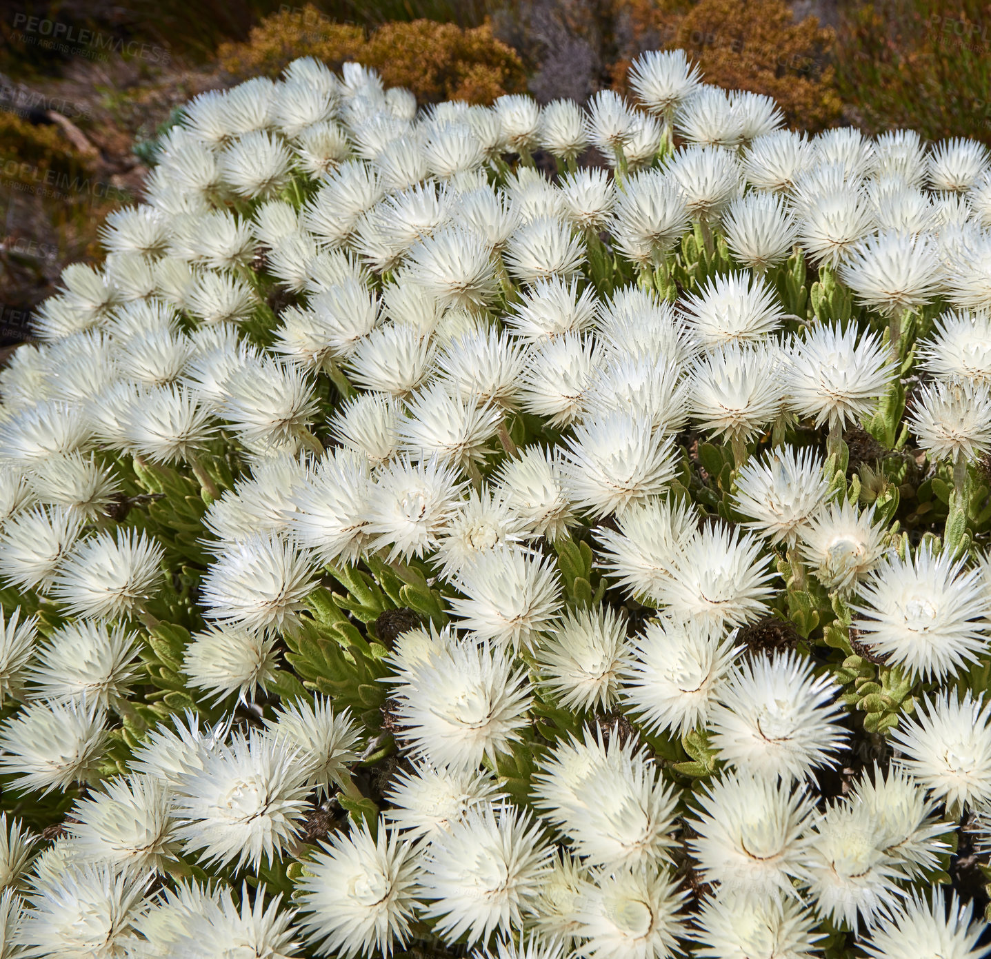 Buy stock photo Fynbos in Table Mountain National Park, Cape of Good Hope, South Africa. Closeup from above of scenic landscape environment with white fine bush indigenous plant and flower species growing in nature