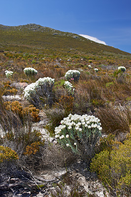 Buy stock photo Indigenous Fynbos plant found on Table Mountain National Park, Cape Town, South Africa. Scenic view of plants blossoming and growing on a field or a veld. White flowers between green grass in spring