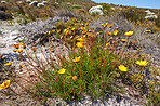 Fynbos of Western Cape