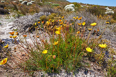 Buy stock photo Closeup of flowering yellow daisies or fynbos growing on Table Mountain National Park, Cape of Good Hope, South Africa. Bush of fresh blossoming plants sprouting on a field in a remote and wild area
