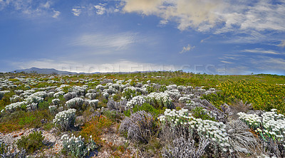 Buy stock photo Indigenous Fynbos found on Table Mountain National Park, Cape Town, South Africa. Wild flowers under a blue sky with copy space. Nature landscape of bush plants growing on a field in spring.