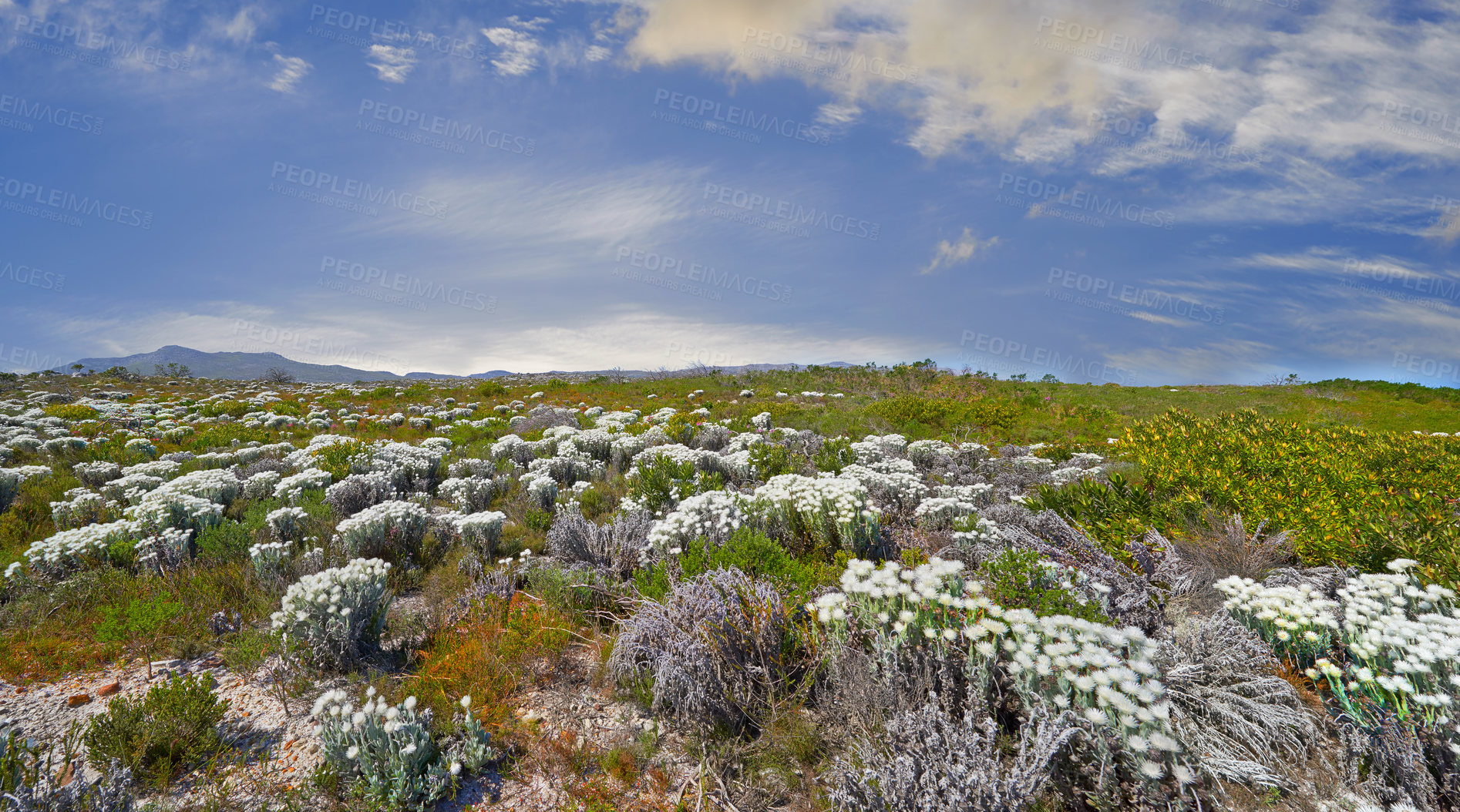 Buy stock photo Indigenous Fynbos found on Table Mountain National Park, Cape Town, South Africa. Wild flowers under a blue sky with copy space. Nature landscape of bush plants growing on a field in spring.