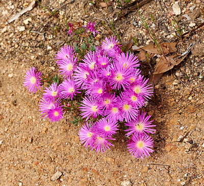 Buy stock photo Colorful pink flowers growing on dry land. Fynbos in Table Mountain National Park, Cape of Good Hope, South Africa. Closeup from above of fine bush indigenous plants growing in a natural environment