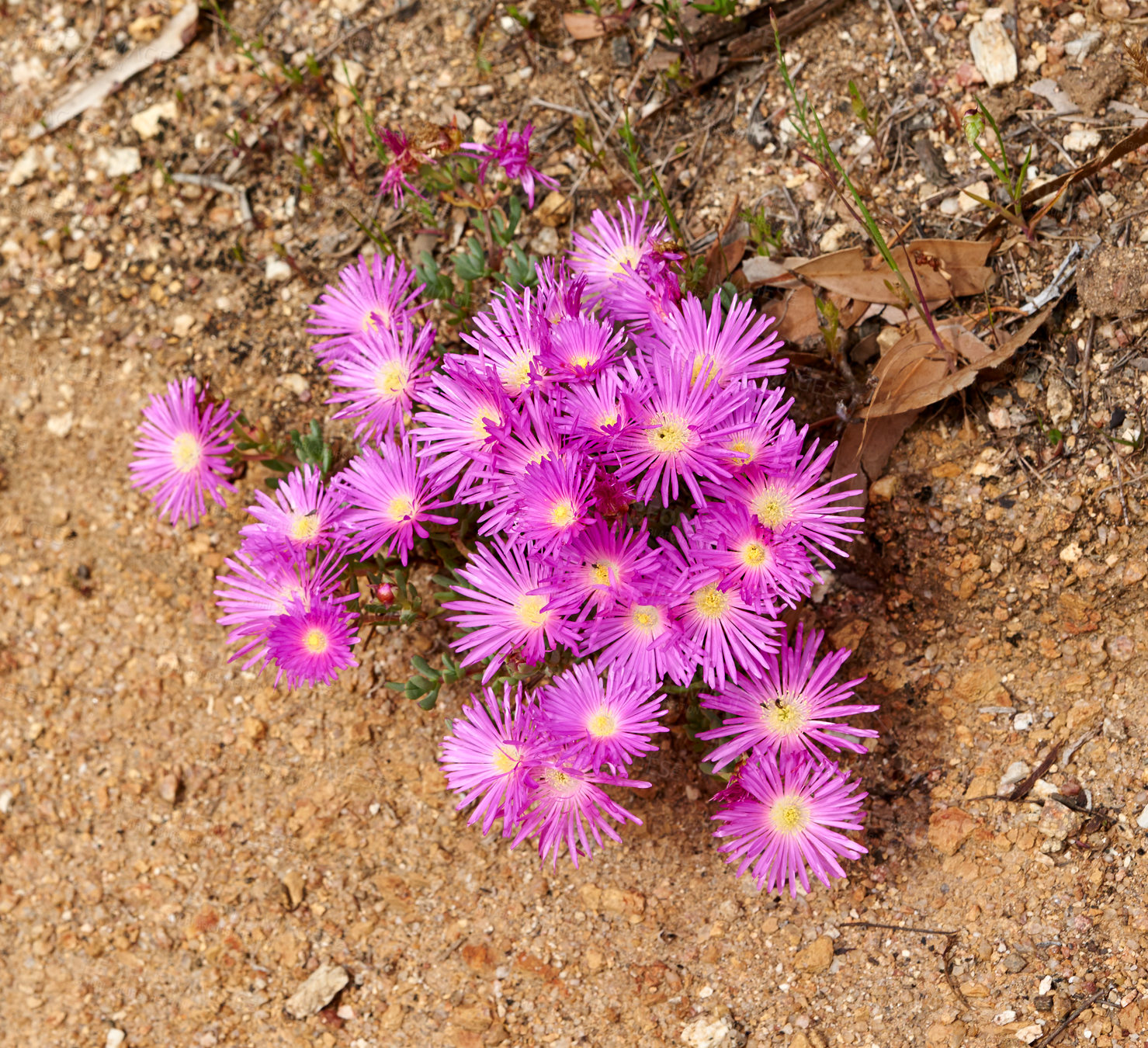 Buy stock photo Colorful pink flowers growing on dry land. Fynbos in Table Mountain National Park, Cape of Good Hope, South Africa. Closeup from above of fine bush indigenous plants growing in a natural environment