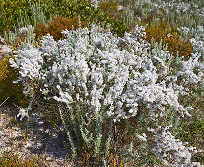 Buy stock photo White flowering bush with other fynbos on a sandy field in a South African national park. Scenic landscape environment of plants with shrub and flowers growing in nature near table mountain