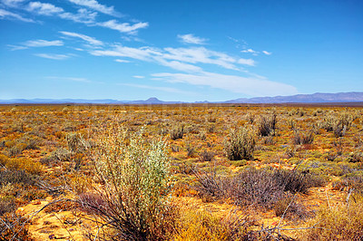 Buy stock photo Fynbos in Table Mountain National Park, Cape of Good Hope, South Africa. Scenic landscape environment with fine bush indigenous plant and flower species in nature. Blue sky background with copyspace