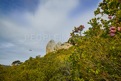 Buy stock photo Landscape view of Hout Bay in Cape Town, South Africa during summer holiday and vacation. Scenic rocks and scenery of fresh green trees growing in a remote hiking area. Exploring nature and the wild